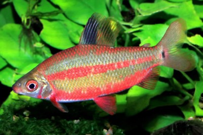 Distichodus noboli