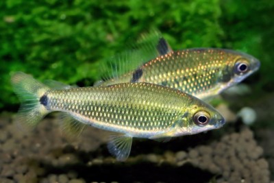 Distichodus teugelsi Distichodontidae