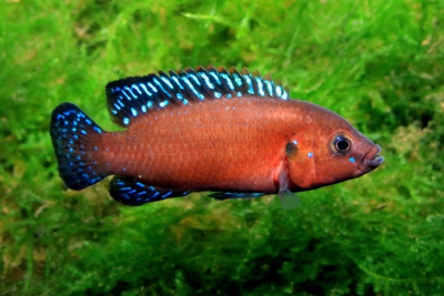 Rubricatochromis exsul Cichlidae