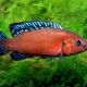picture of Rubricatochromis exsul