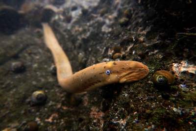 Ichthyomyzon bdellium