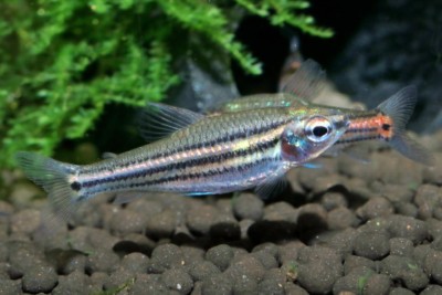Neolebias trilineatus Distichodontidae