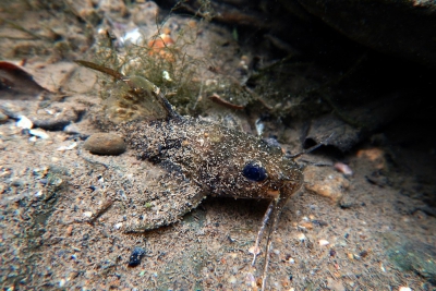 Noturus flavipinnis