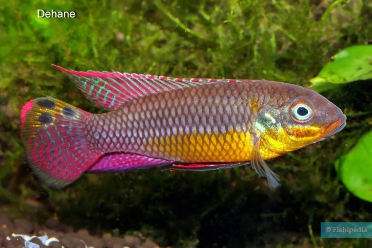 Pelvicachromis drachenfelsi