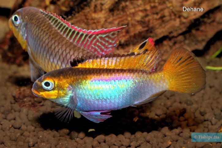 Pelvicachromis drachenfelsi