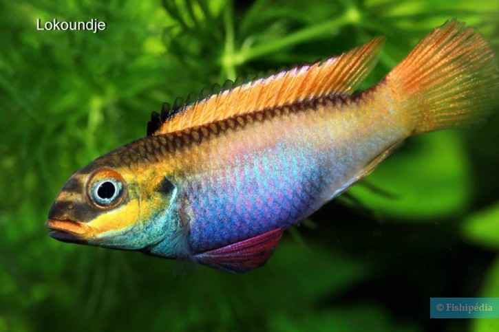 Pelvicachromis drachenfelsi