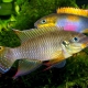 picture of Pelvicachromis drachenfelsi