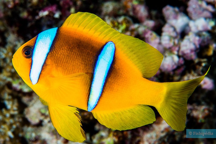 Amphiprion bicinctus