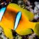 picture of Amphiprion bicinctus