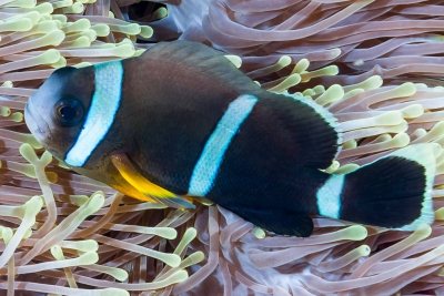 poisson-clown de Maurice Pomacentridae