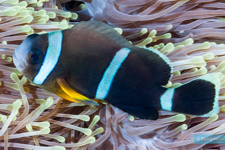 Amphiprion chrysogaster