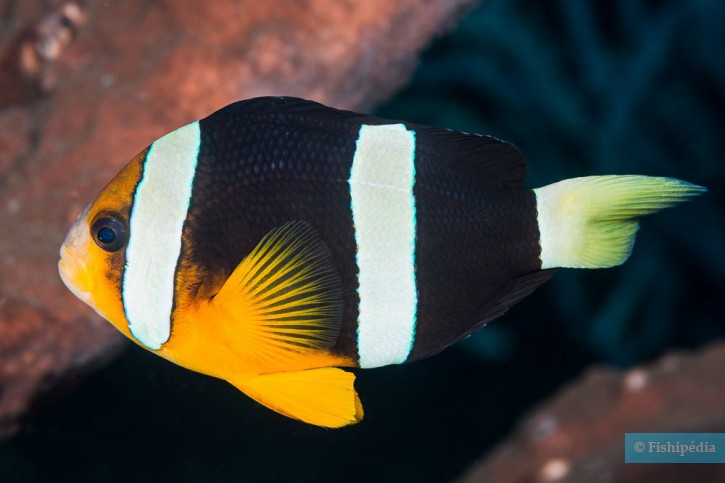 Amphiprion clarkii