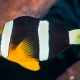 picture of Amphiprion clarkii