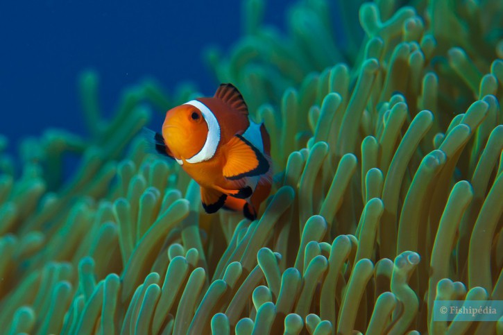Amphiprion ocellaris - pez payaso común
