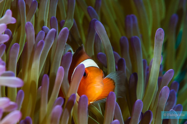 peces payaso Espèce : peces payaso