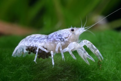 Cambarellus ninae Cambaridae