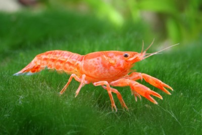 écrevisse CPO Cambaridae