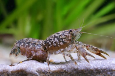 Cambarellus puer