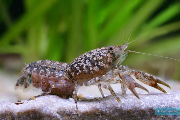 Cambarellus puer