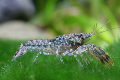 Cambarellus shufeldtii Cambaridae