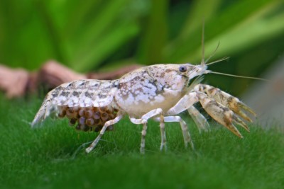 Cambarellus texanus Cambaridae