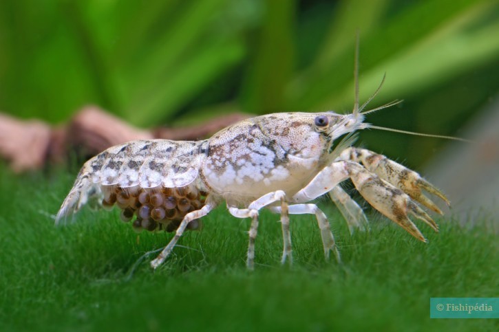 Cambarellus texanus