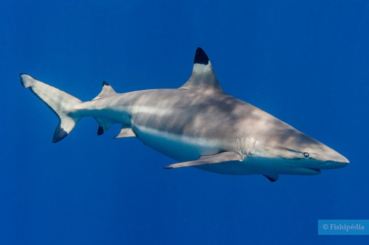 Carcharhinus melanopterus - tiburón punta negra