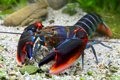 Cherax peknyi Fire claw