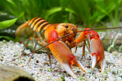 Cherax peknyi Kiunga