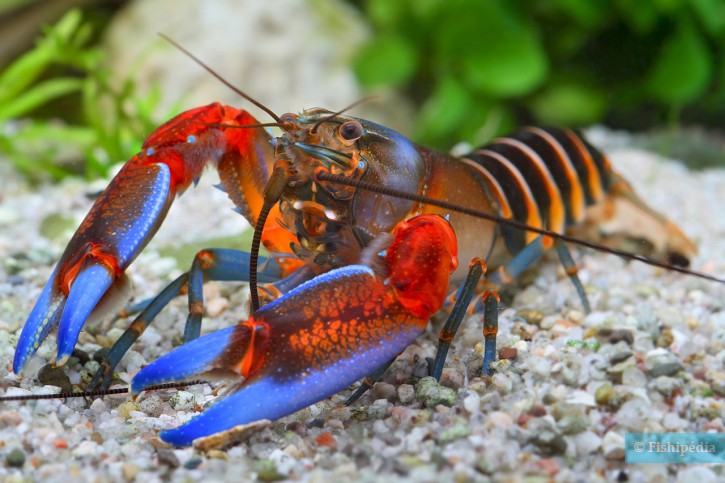 Cherax peknyi blue Claw