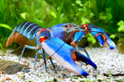 Cherax peknyi blue Kong Parastacidae