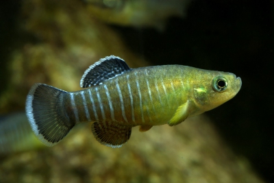 Aphanius farsicus Cyprinodontidae