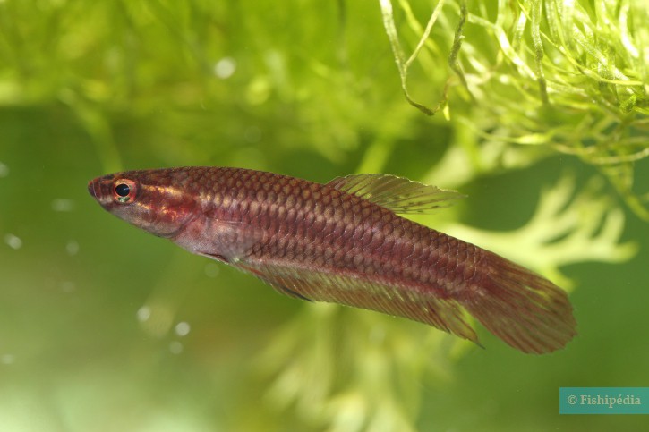 Betta coccina