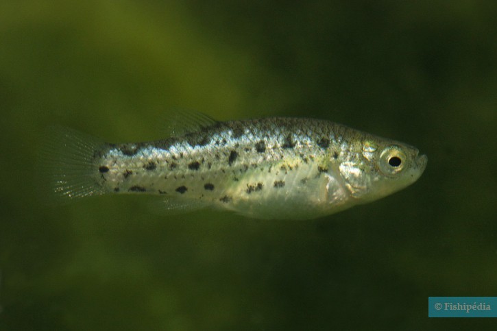 Aphanius anatoliae