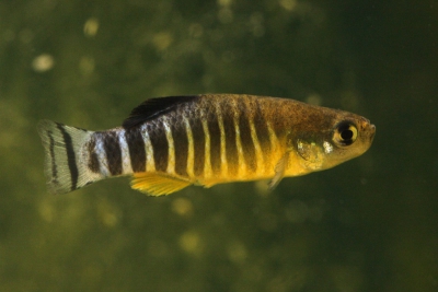 Aphanius anatoliae Cyprinodontidae