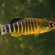 picture of Aphanius anatoliae