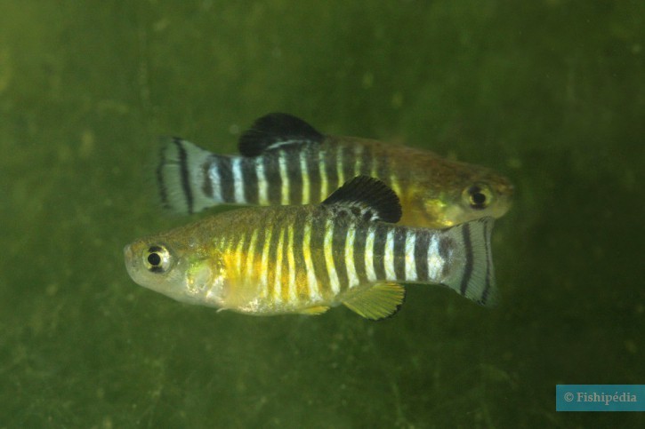 Aphanius anatoliae