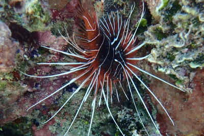 poisson-scorpion rayonné Scorpaenidae