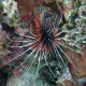 picture of Pterois radiata