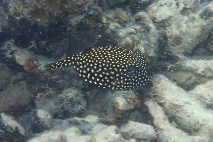 Ostracion meleagris - pez cofre moteado