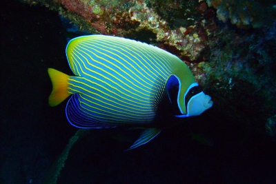 Pomacanthus imperator