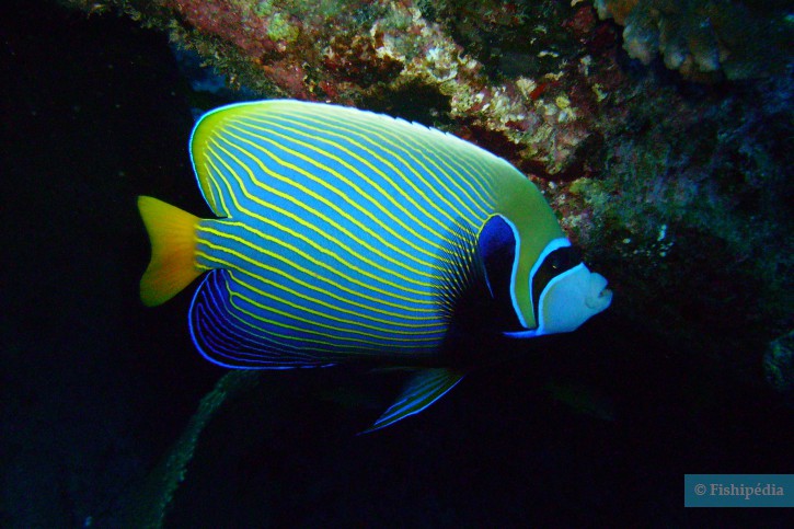 Pomacanthus imperator