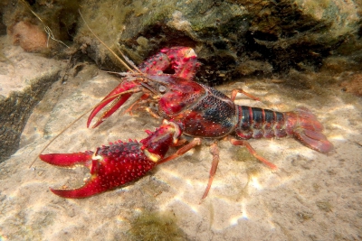 cangrejo rojo americano