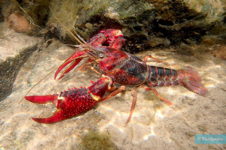 Procambarus clarkii