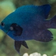 picture of Neoglyphidodon melas