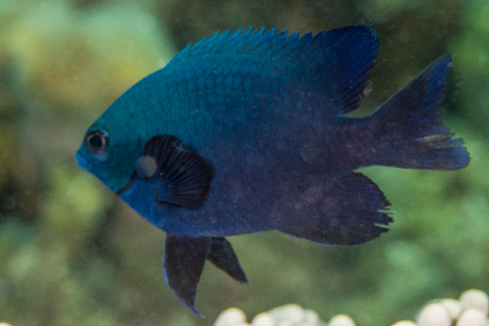 Neoglyphidodon melas