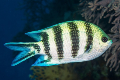 pesce sergente coda a forbice Pomacentridae