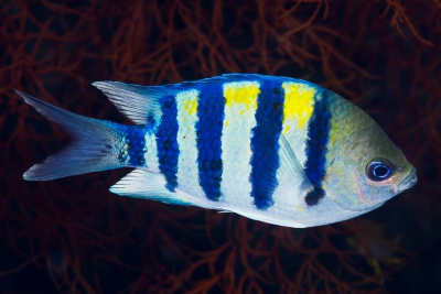 sergent major indo-pacifique Pomacentridae