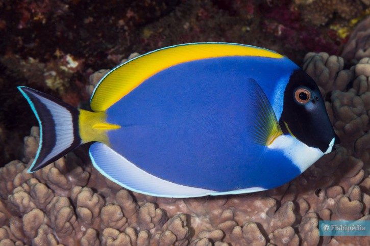 Acanthurus leucosternon