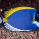 picture of Acanthurus leucosternon